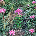 Rare Spiky Pink Pelargonium Geranium Cutting – 6 Inch Live Starter Plant with Salmon Pink Blooms