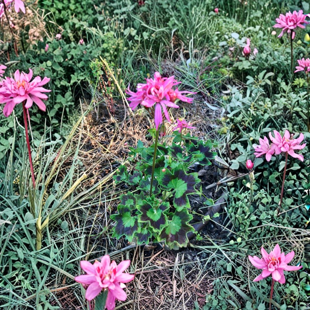 Rare Spiky Pink Pelargonium Geranium Cutting – 6 Inch Live Starter Plant with Salmon Pink Blooms