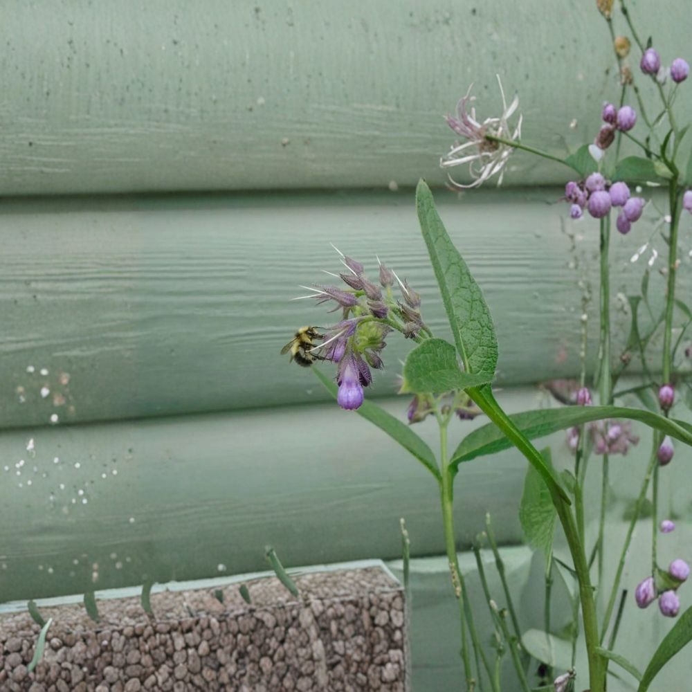 True Comfrey Seeds - Symphytum officinale | 25 Alaska Grown Seeds | Hardy Medicinal Herb & Soil Improver