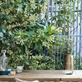 Night Blooming Jasmine Plant – Cestrum nocturnum Live 1 Gallon Pot | Fragrant Evening Bloom Shrub