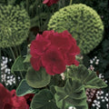 Geranium Maverick Red Pelargonium Seeds - 1,000 Deep Red Blooms, Robust Garden Geranium