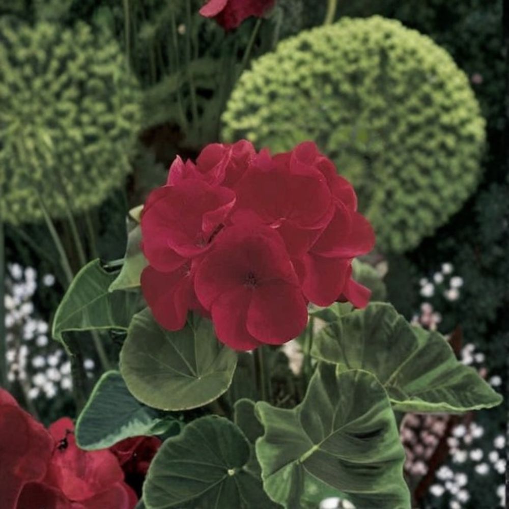 Geranium Maverick Red Pelargonium Seeds - 1,000 Deep Red Blooms, Robust Garden Geranium