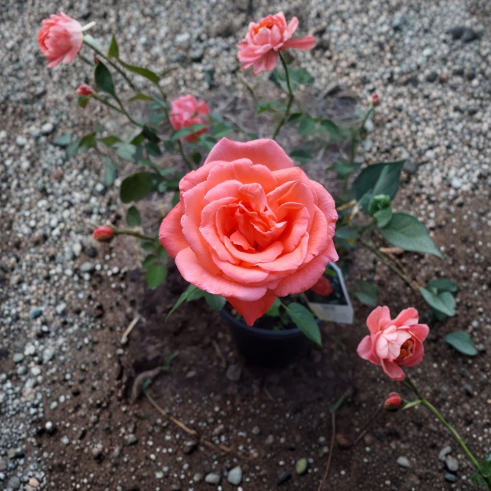 Tropicana Hybrid Tea Rose – Vibrant Orange Fragrant Rose Shrub | 5 Gallon Live Plant