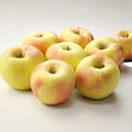 Gunma Meigetsu Apple Tree – Malus domestica Bare Root | 32 Inches Tall | M7 Semi-Dwarf Rootstock | Japanese Honey Apple