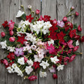 Nicotiana Alata Seeds 1000 Pack | Night-Scented Jasmine Tobacco Mix | Fragrant Evening Blooms