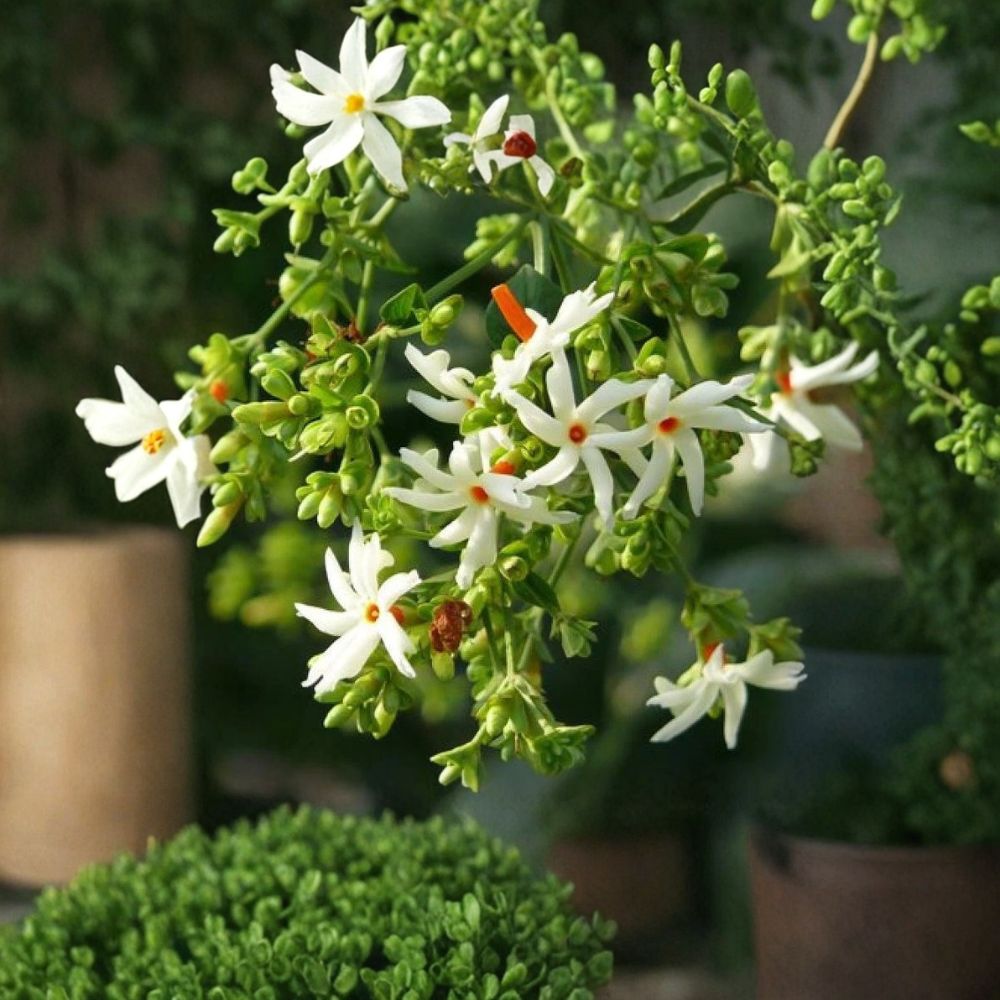 Night Flowering Jasmine Seeds – Nyctanthes arbor-tristis | 5 Seeds Parijat Tree | Fragrant Night Blooming Plant