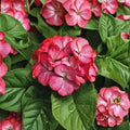 Geranium Maverick Scarlet Picotee Pelargonium Seeds - 1,000 Robust Scarlet Picotee Blooms