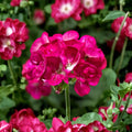 Bright Pink Geranium Seeds - 10 Pelargonium Zonale Flower Seeds for Patio & Balcony Gardens