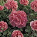 Maverick Salmon Geranium Seeds – 10 Zonal Pelargonium Flower Seeds for Patio & Garden