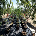 Ambrosia Apple Tree – Live Fruit Tree 4-6 Feet | Sweet Juicy Apples for Home Orchard