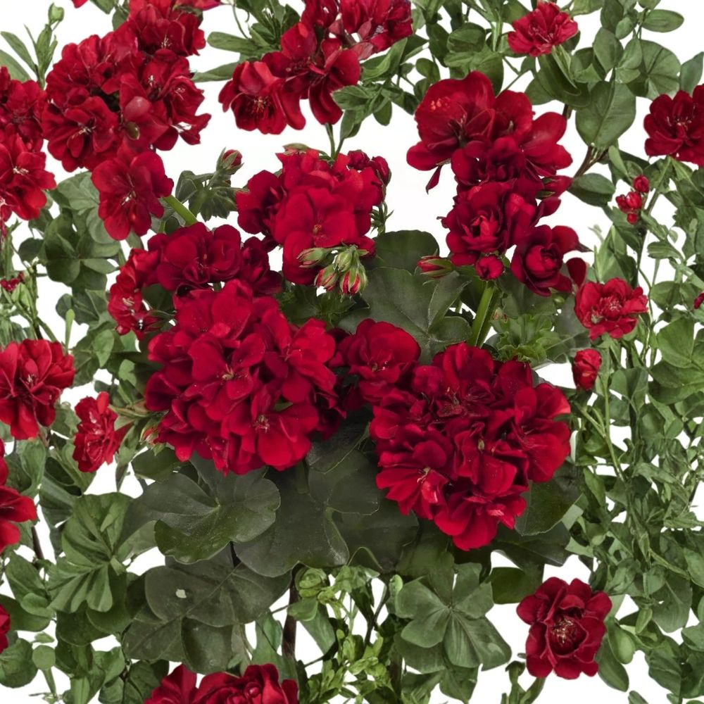 Red Geranium Seeds – Pelargonium Flower Seeds | 10 Seeds | Bright Red Blooms | Patio & Garden