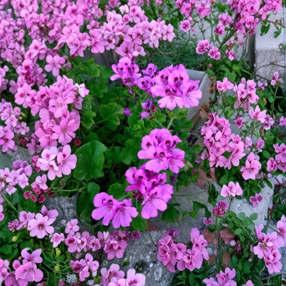 Purple Regal Geranium Cuttings - Pelargonium x domesticum Live Unrooted Plants | 3 Cuttings 6 Inch | Orchid-Like Purple Flowers