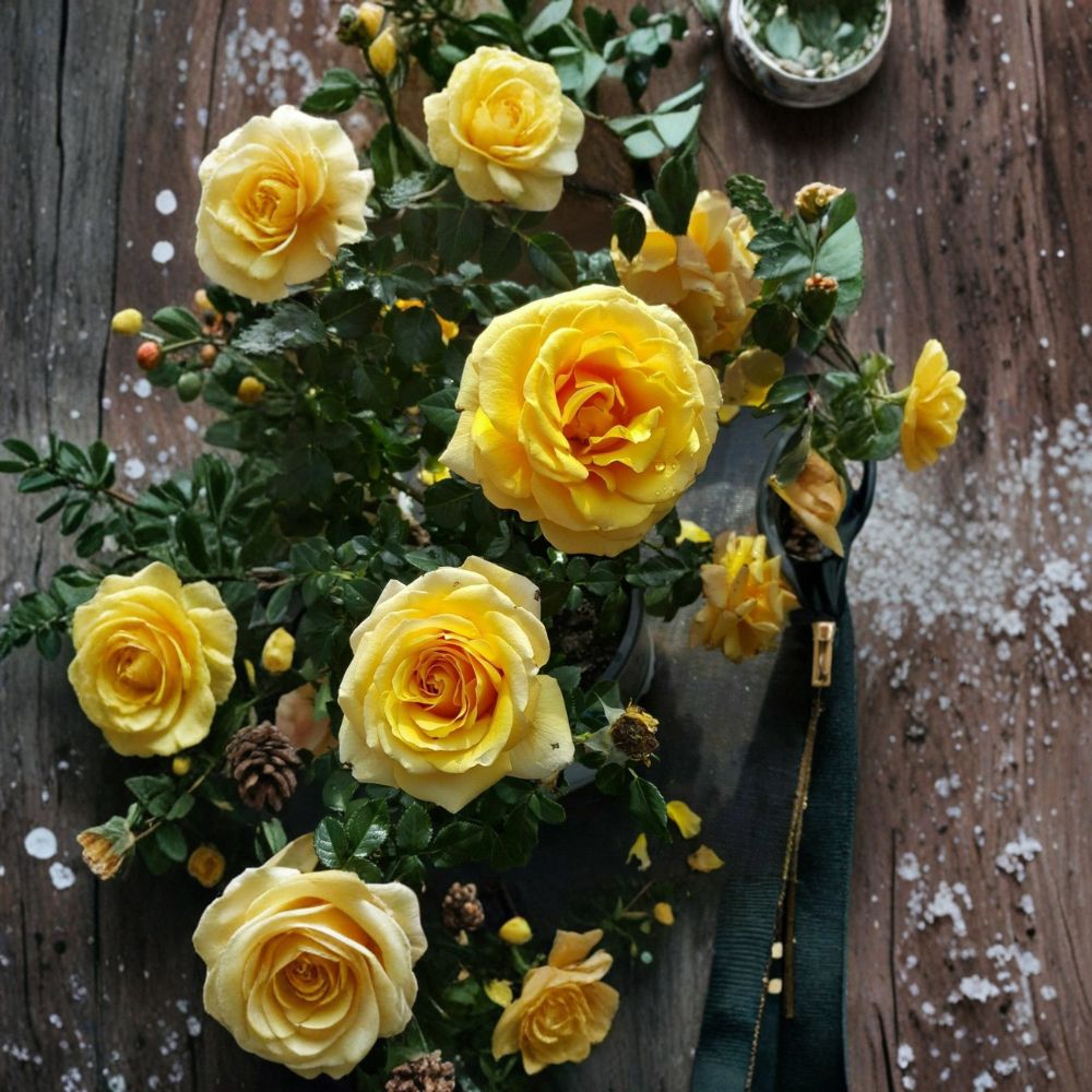 St. Tropez Floribunda Rose – 3 Gallon Live Rosa Hybrid Plant | One-Year-Old Field Grown Rose Bush