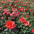 Ring of Fire Hybrid Tea Rose – 5 Gallon Live Bush Plant | Vibrant Multicolor Rose for Garden & Cut Flowers
