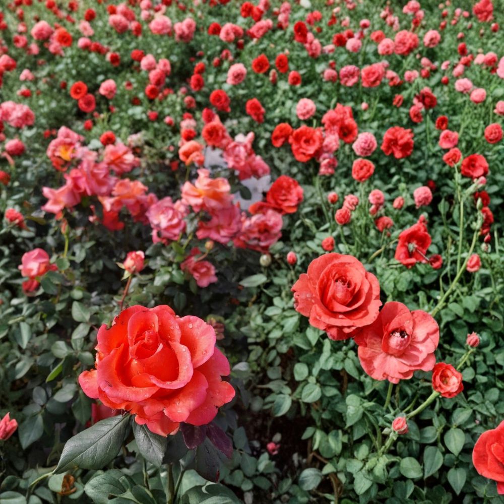 Ring of Fire Hybrid Tea Rose – 5 Gallon Live Bush Plant | Vibrant Multicolor Rose for Garden & Cut Flowers