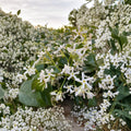 Star Jasmine Cuttings – Trachelospermum jasminoides | 7 Unrooted Cuttings for Propagation