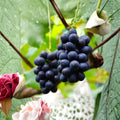 Nagano Purple Grape Vine – Premium Japanese Seedless Grape with Large Sweet Purple Berries