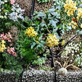 Chilean Jessamine (Cestrum parqui) Live Plant | 3.25 Inch Pot | Yellow Flowering Shrub