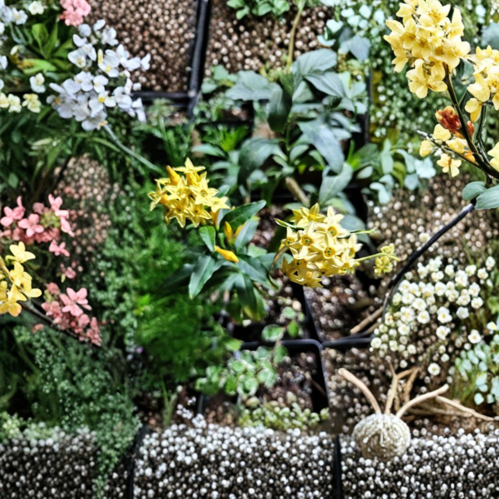 Chilean Jessamine (Cestrum parqui) Live Plant | 3.25 Inch Pot | Yellow Flowering Shrub