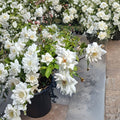 Iceberg Floribunda Rose – 2 Gallon Live Rosa Hybrid Plant with Pure White Blooms
