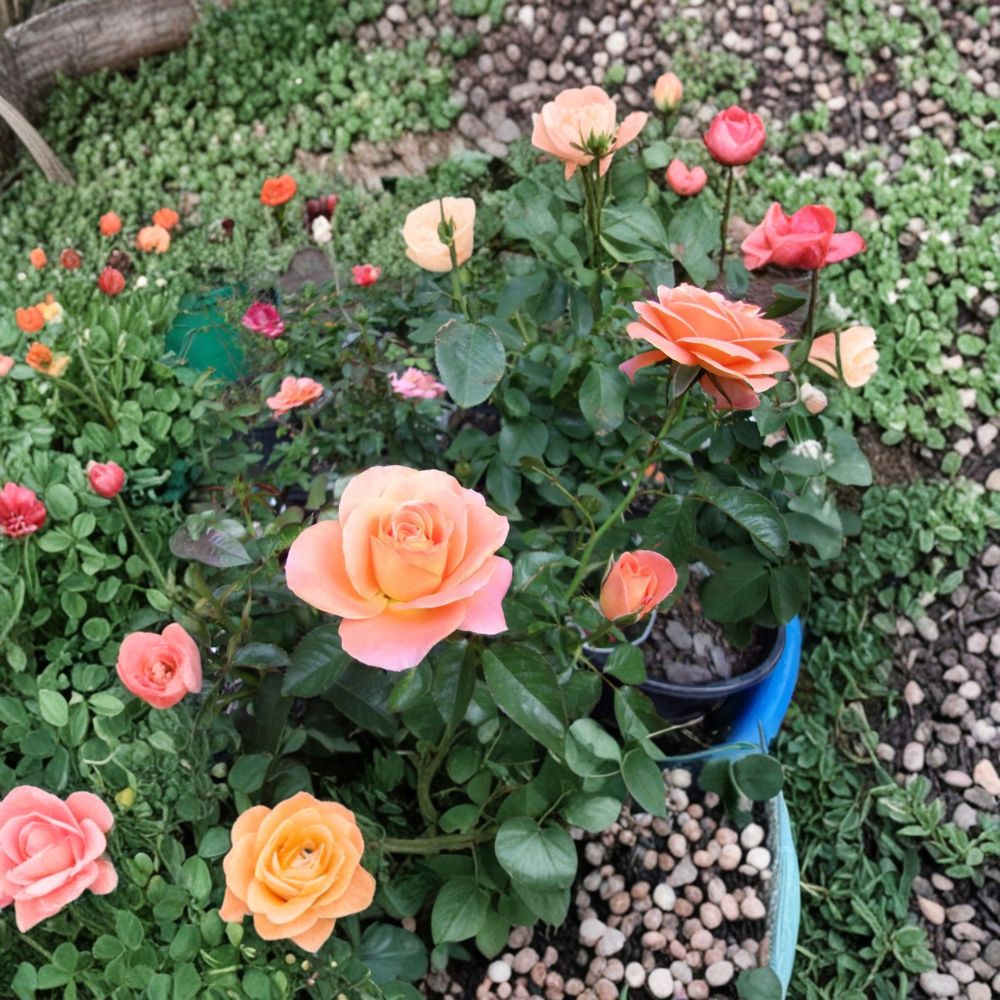 New Year Grandiflora Rose – Rosa Hybrid Live Bush Plant | 5 Gallon Orange Flowering Rose Shrub