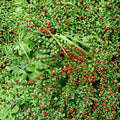 Cotoneaster Live Cuttings – 10 Hardy Alaska Grown Ornamental Shrub Cuttings