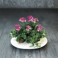 Tornado Bicolor Duet Geranium Seeds – 15 Film Coated Trailing Ivy Geranium Seeds for Hanging Baskets