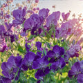 Lily Lovell Geranium Seeds – 25+ Premium Pelargonium Flower Seeds for Patio & Garden