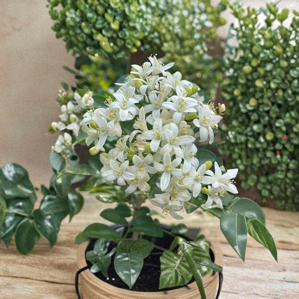 Orange Jasmine Seeds – Murraya paniculata Dwarf Variety | 20 Fresh Seeds for Fragrant Citrus Jasmine Plant