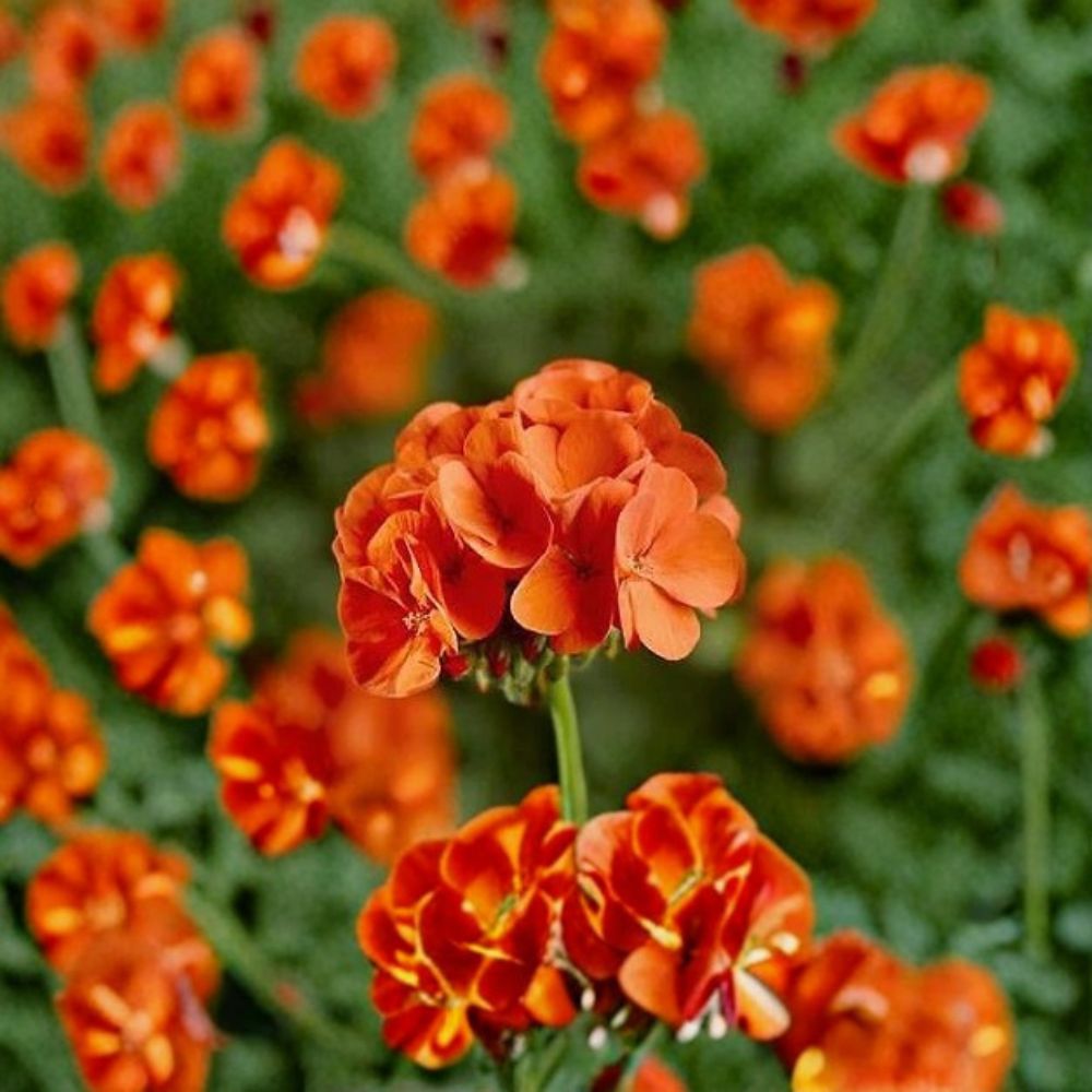 Geranium Pinto Premium Orange Pelargonium Seeds | 1,000 Vivid Orange Blooms