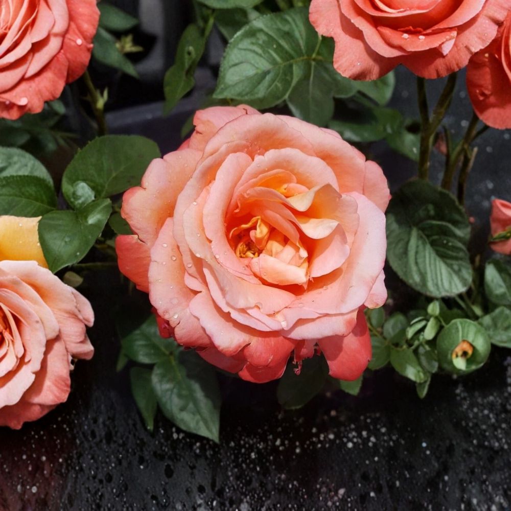 Voodoo Hybrid Tea Rose Live Plant | 3 Gallon Orange Yellow Fragrant Rose Shrub