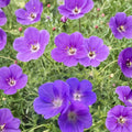 Orion Geranium Seeds – Pelargonium Flower Seeds | 25+ Seeds | Patio & Container Friendly