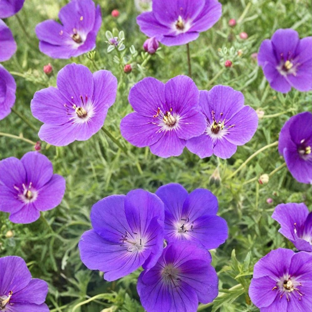 Orion Geranium Seeds – Pelargonium Flower Seeds | 25+ Seeds | Patio & Container Friendly