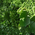 Caminante Blanc Wine Grape Vine – Self-Fertile, Pierce's Disease Resistant, 4–6 Feet Tall