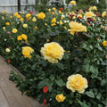 Sunsprite Floribunda Rose – Deep Yellow Fragrant 2 Gallon Live Bush Plant