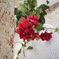 Organic Red Geranium Cuttings – 6 Live Pelargonium Starters for Patio & Container Gardens