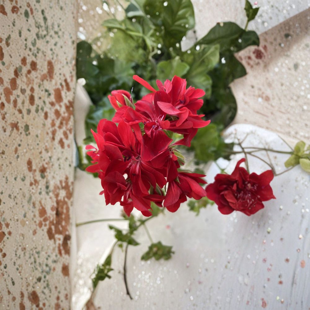 Organic Red Geranium Cuttings – 6 Live Pelargonium Starters for Patio & Container Gardens