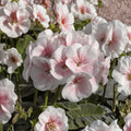 Pink & White Geranium Seeds – 10 Pelargonium Zonale Flower Seeds | Pollinator Friendly