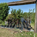 Ruby Prince Peach Tree – Prunus persica Live Fruit Tree | 4–6 Feet Tall | Sweet Juicy Freestone Peaches | Mid-Season Harvest