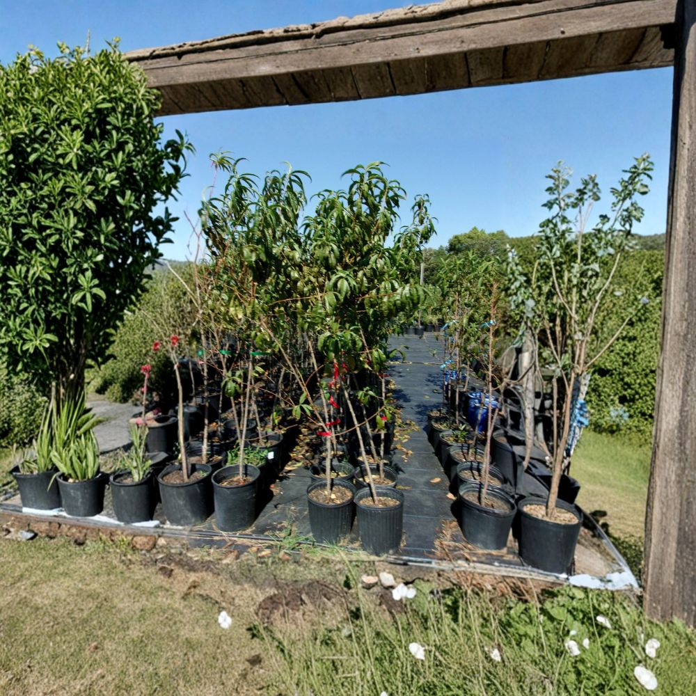 Ruby Prince Peach Tree – Prunus persica Live Fruit Tree | 4–6 Feet Tall | Sweet Juicy Freestone Peaches | Mid-Season Harvest