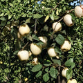 Ghost Apple Tree – Malus domestica Live Bare Root | Rare White Apple Variety on M111 Rootstock