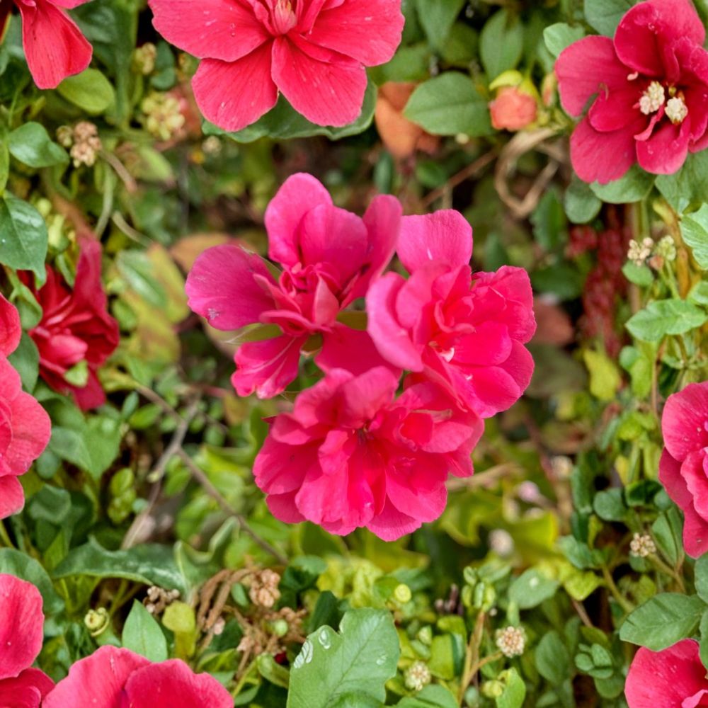 Fragrant Pink Geranium Cuttings – 5 Fresh Pelargonium Cuttings for Rooting