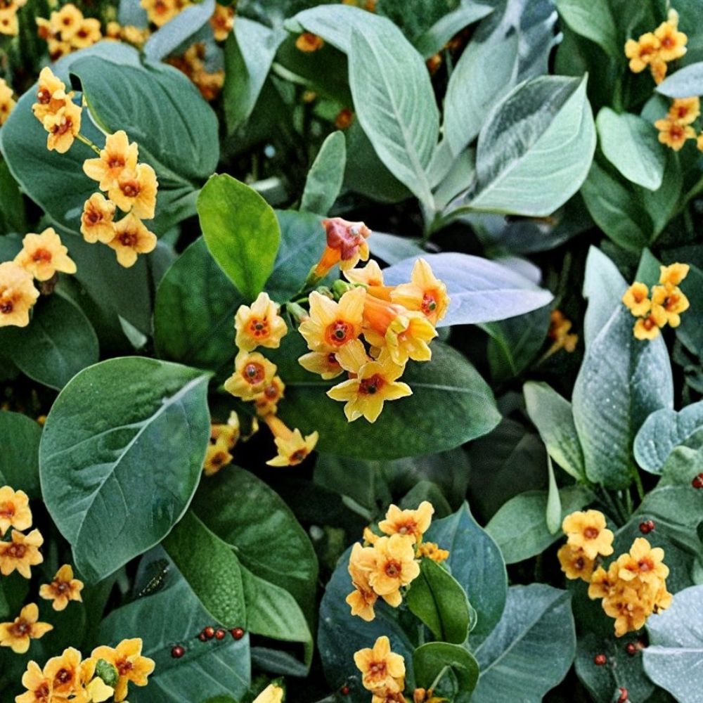 Orange Zest Jasmine Plant (Cestrum aurantiacum) – Live Starter 6–12 Inches Tall, Orange Flowering Tropical Shrub