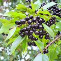 Wild Black Cherry Trees Prunus serotina Set of 2 Bare Root 2 Ft Native Fruit Tree