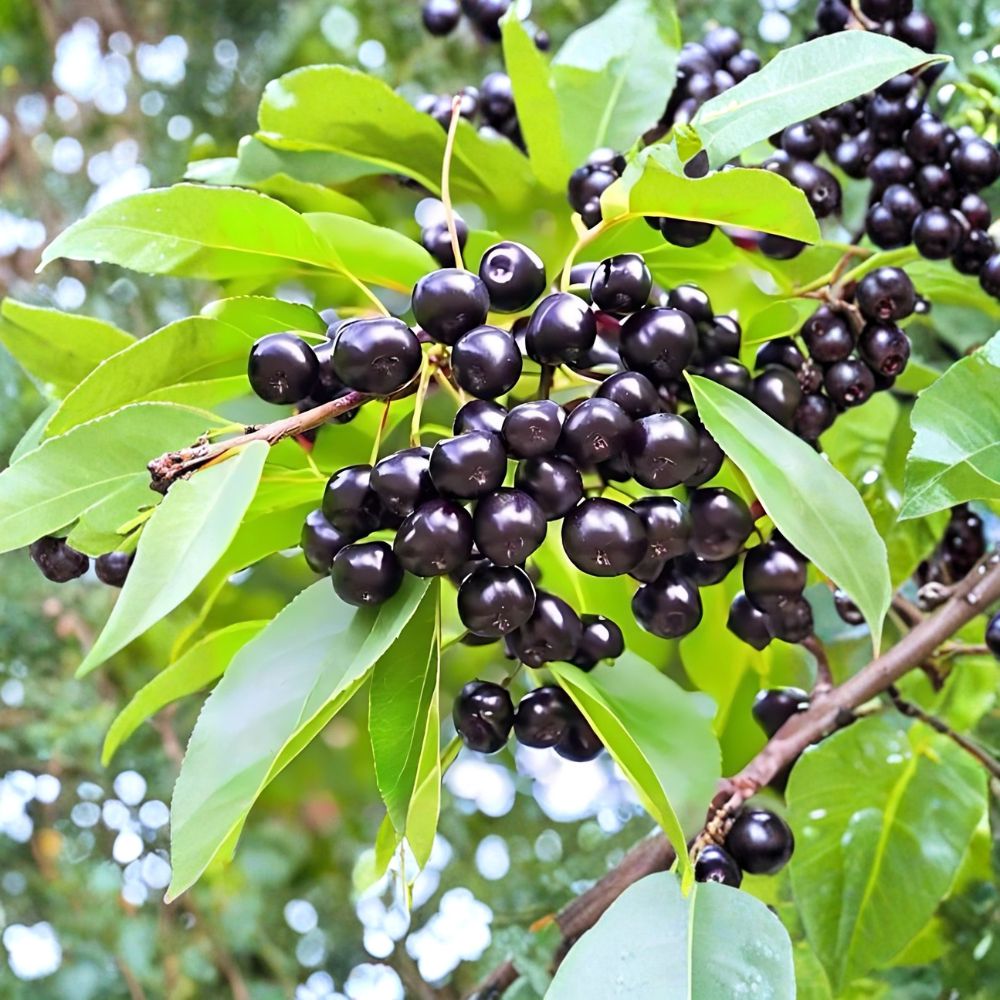 Wild Black Cherry Trees Prunus serotina Set of 2 Bare Root 2 Ft Native Fruit Tree