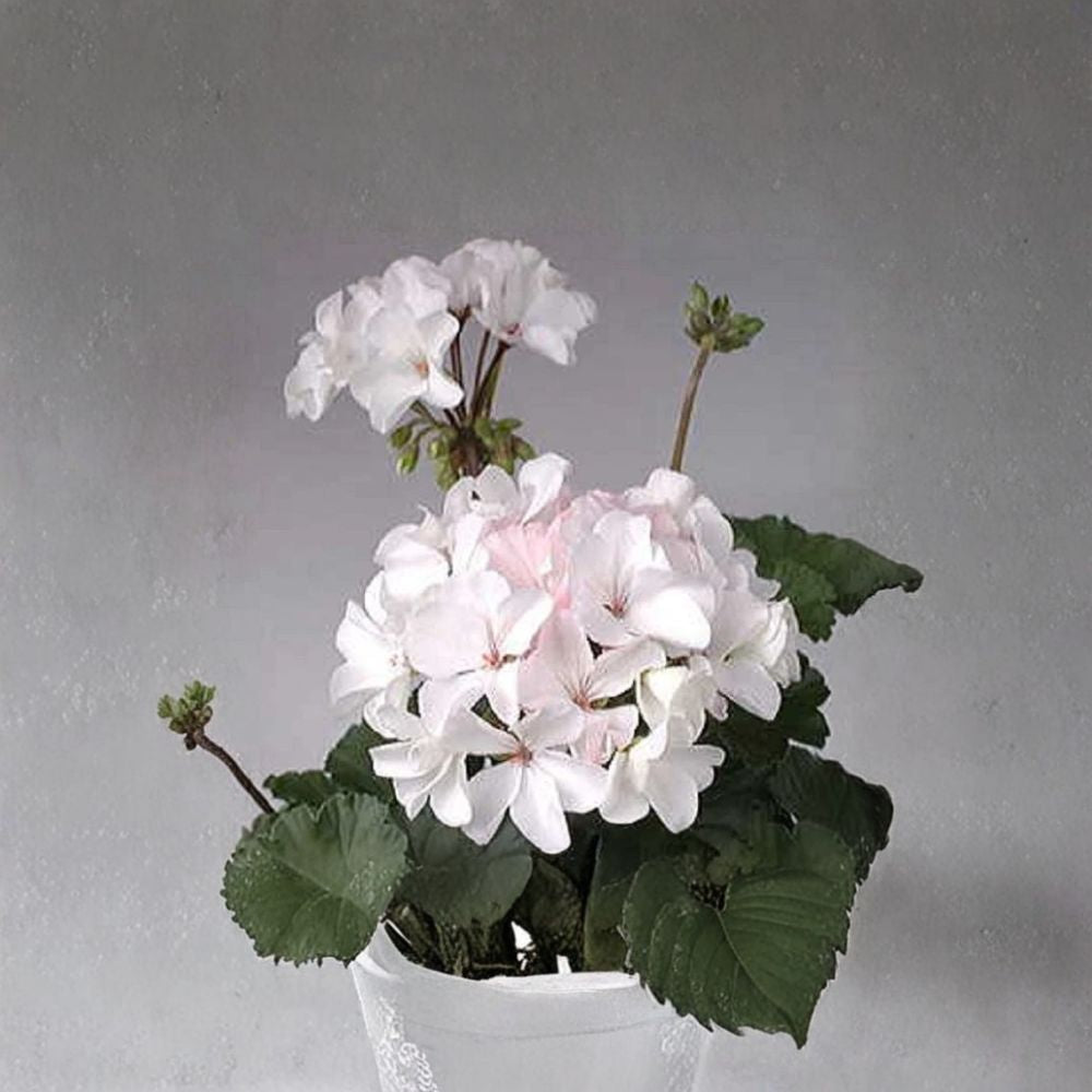Multi Bloom White Geranium Seeds – Pelargonium hortorum | 15 Seeds | Garden & Container Friendly