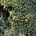 Cold Hardy Confederate Jasmine Plant ‘Madison’ – Trachelospermum jasminoides Starter Vine 4–8 Inch | Zone 7 Hardy