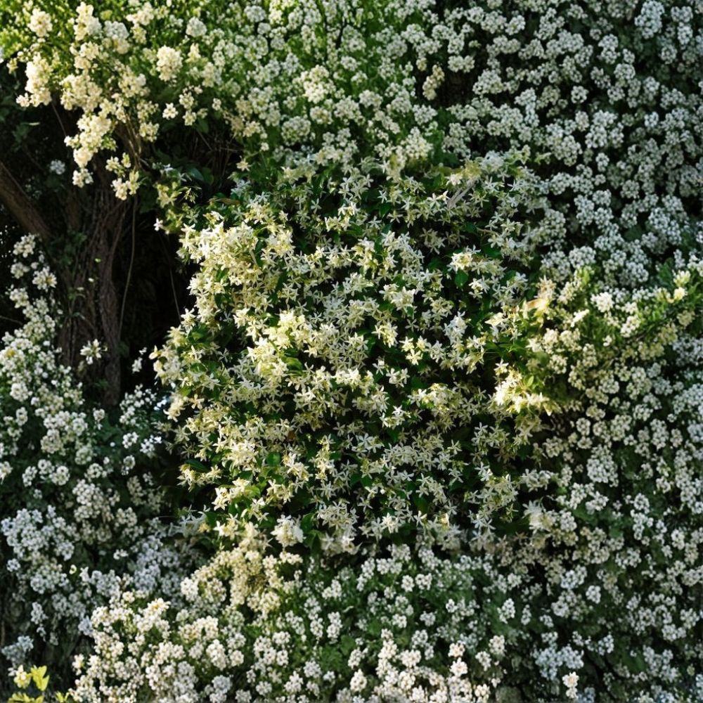Cold Hardy Confederate Jasmine Plant ‘Madison’ – Trachelospermum jasminoides Starter Vine 4–8 Inch | Zone 7 Hardy