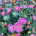 Pale Pink Chrysanthemum Plant – Chrysanthemum morifolium Live Large Flowering Perennial