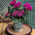 Geranium Maverick Violet Pelargonium Seeds - 1,000 Violet Flowering Seeds for Garden & Containers